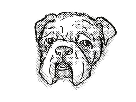 Retro cartoon style drawing of head of a Bulldog  , a domestic dog or canine breed on isolated white background done in black and white.