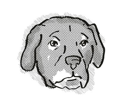 Retro cartoon style drawing of head of an Afador or Afghan Lab, a domestic dog or canine breed on isolated white background done in black and white.