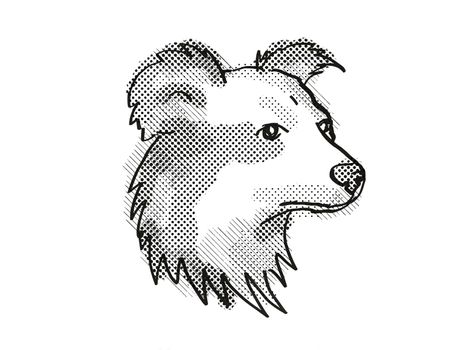 Retro cartoon style drawing of head of a Shetland Sheepdog , a domestic dog or canine breed on isolated white background done in black and white.