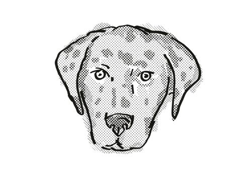Retro cartoon style drawing of head of an American Leopard Hound  , a domestic dog or canine breed on isolated white background done in black and white.