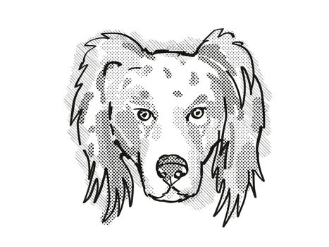 Retro cartoon style drawing of head of an Australian Shepherd dog  , a domestic dog or canine breed on isolated white background done in black and white.
