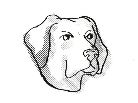 Retro cartoon style drawing of head of a Labrador Retriever , a domestic dog or canine breed on isolated white background done in black and white.