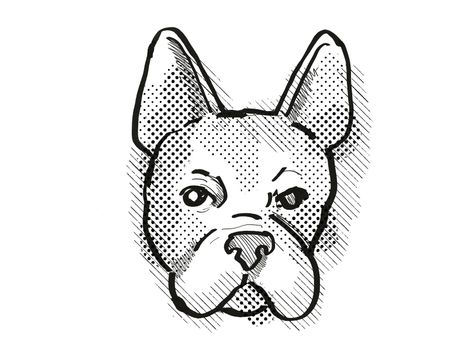 Retro cartoon style drawing of head of a Boston Terrier  , a domestic dog or canine breed on isolated white background done in black and white.