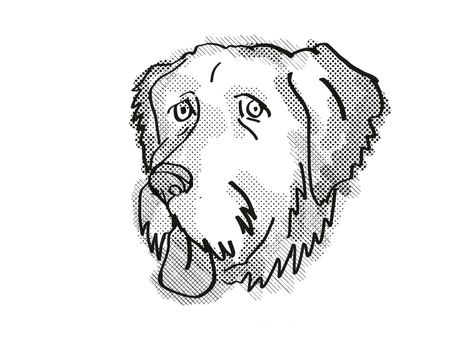 Retro cartoon style drawing of head of an 
Aussiedoodle , a domestic dog or canine breed on isolated white background done in black and white.