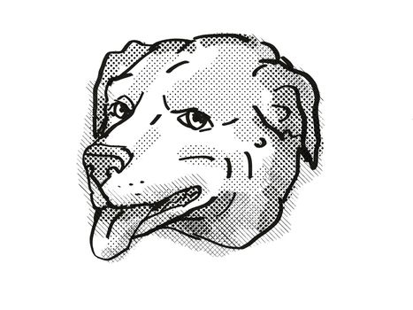 Retro cartoon style drawing of head of an American Pugabull  , a domestic dog or canine breed on isolated white background done in black and white.