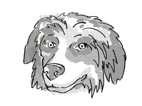 Retro cartoon style drawing of head of a Bernese Mountain Dog  , a domestic dog or canine breed on isolated white background done in black and white.