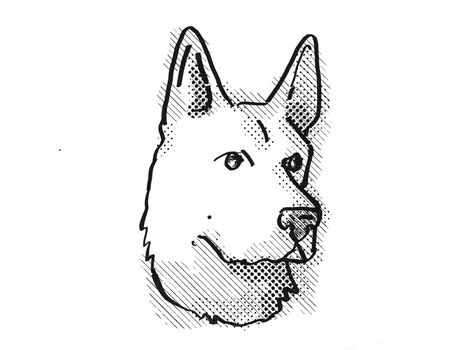 Retro cartoon style drawing of head of a German Shepherd , a domestic dog or canine breed on isolated white background done in black and white.