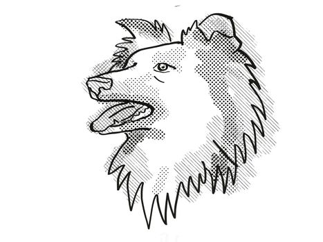 Retro cartoon style drawing of head of a Shetland Sheepdog , a domestic dog or canine breed on isolated white background done in black and white.