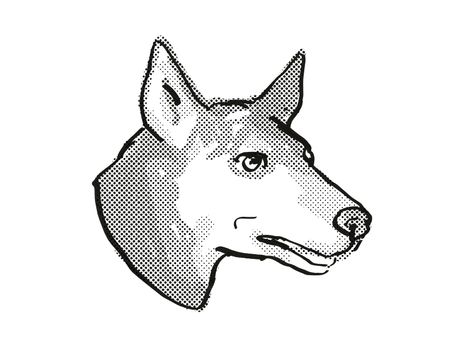 Retro cartoon style drawing of head of an Australian Kelpie  , a domestic dog or canine breed on isolated white background done in black and white.