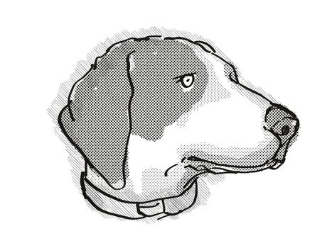 Retro cartoon style drawing of head of a Bluetick Coonhound , a domestic dog or canine breed on isolated white background done in black and white.