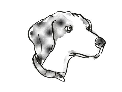 Retro cartoon style drawing of head of a Beagle  , a domestic dog or canine breed on isolated white background done in black and white.