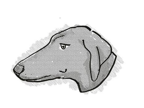 Retro cartoon style drawing of head of a Azawakh dog , a domestic dog or canine breed on isolated white background done in black and white.