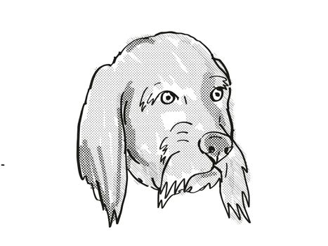 Retro cartoon style drawing of head of a Basset Fauve de Bretagne  , a domestic dog or canine breed on isolated white background done in black and white.