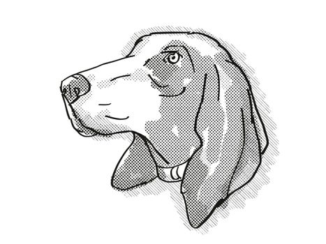 Retro cartoon style drawing of head of a Bracco Italiano, a domestic dog or canine breed on isolated white background done in black and white.