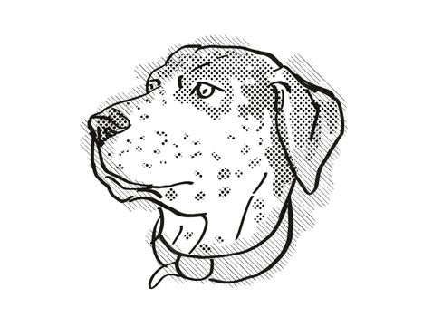 Retro cartoon style drawing of head of a Catahoula Leopoard, a domestic dog or canine breed on isolated white background done in black and white.
