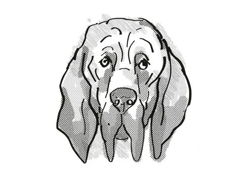 Retro cartoon style drawing of head of a Bloodhound  , a domestic dog or canine breed on isolated white background done in black and white.