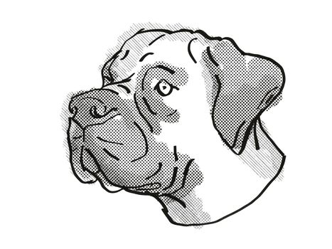 Retro cartoon style drawing of head of a Boerboel  , a domestic dog or canine breed on isolated white background done in black and white.