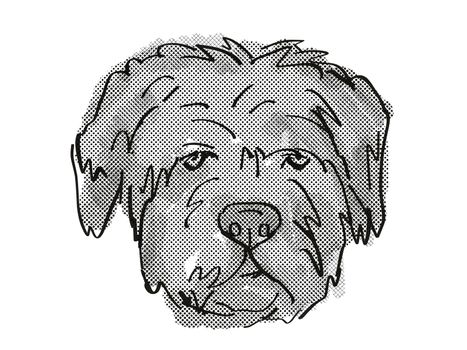 Retro cartoon style drawing of head of a Bouvier des Flandres   , a domestic dog or canine breed on isolated white background done in black and white.