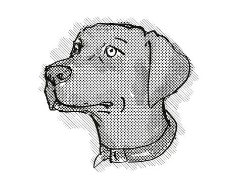 Retro cartoon style drawing of head of a Chesapeake Bay Retriever, a domestic dog or canine breed on isolated white background done in black and white.