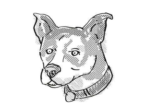 Retro cartoon style drawing of head of a Canaan Dog, a domestic dog or canine breed on isolated white background done in black and white.