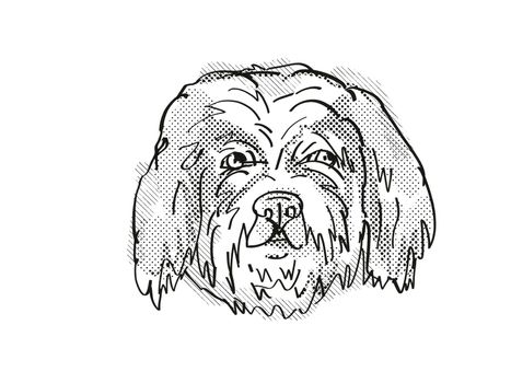 Retro cartoon style drawing of head of a Cavachon, a domestic dog or canine breed on isolated white background done in black and white.
