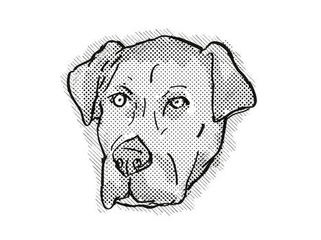 Retro cartoon style drawing of head of a Catahoula Bulldog also known as American Mastahoulas, a domestic dog or canine breed on isolated white background done in black and white.