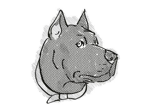 Retro cartoon style drawing of head of a Cane Corso, a domestic dog or canine breed on isolated white background done in black and white.