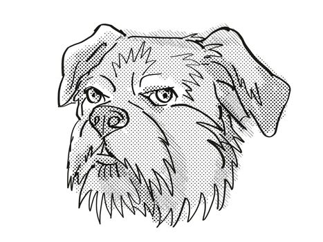 Retro cartoon style drawing of head of a Brussels Griffon, a domestic dog or canine breed on isolated white background done in black and white.