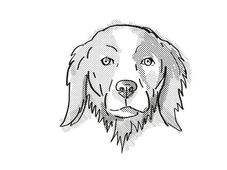 Retro cartoon style drawing of head of a Brittany or Brittany Spaniel, a domestic dog or canine breed on isolated white background done in black and white.