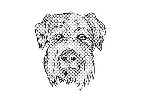Retro cartoon style drawing of head of a Cesky Terrier, a domestic dog or canine breed on isolated white background done in black and white.