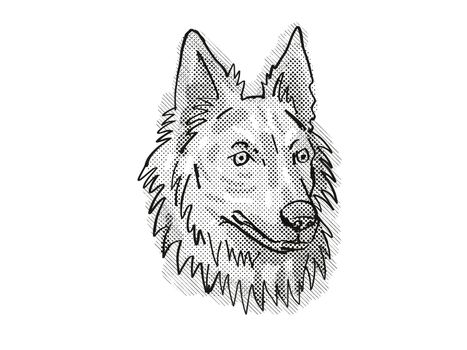 Retro cartoon style drawing of head of a Dutch Shepherd, a domestic dog or canine breed on isolated white background done in black and white.