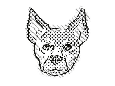 Retro cartoon style drawing of head of a Chihuahua, a domestic dog or canine breed on isolated white background done in black and white.