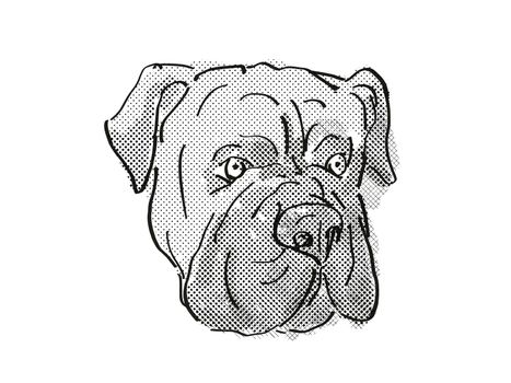 Retro cartoon style drawing of head of a Bullmastiff or silent watchdog, a domestic dog or canine breed on isolated white background done in black and white.