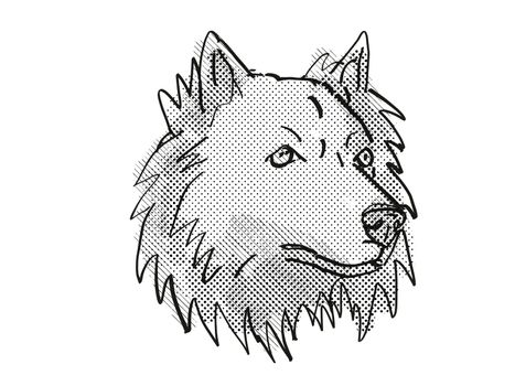 Retro cartoon style drawing of head of a Chusky mixed breed dog, a cross between the Chow Chow and Siberian Husky dog on isolated white background done in black and white.