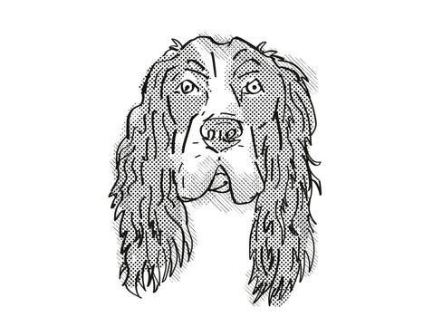 Retro cartoon style drawing of head of a English Cocker Spaniel, a domestic dog or canine breed on isolated white background done in black and white.