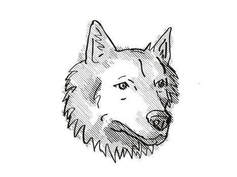 Retro cartoon style drawing of head of a Goberian, a domestic dog or canine breed on isolated white background done in black and white.