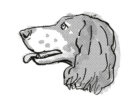 Retro cartoon style drawing of head of a French Spaniel, a domestic dog or canine breed on isolated white background done in black and white.