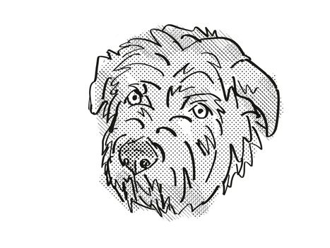 Retro cartoon style drawing of head of a Glen of Imaal Terrier, a domestic dog or canine breed on isolated white background done in black and white.