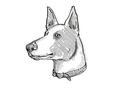 Retro cartoon style drawing of head of a Ibizan Hound, a domestic dog or canine breed on isolated white background done in black and white.