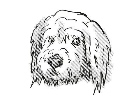 Retro cartoon style drawing of head of a Goldendoodle, a domestic dog or canine breed on isolated white background done in black and white.