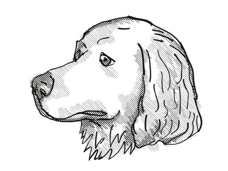 Retro cartoon style drawing of head of a Great Pyrenees, a domestic dog or canine breed on isolated white background done in black and white.