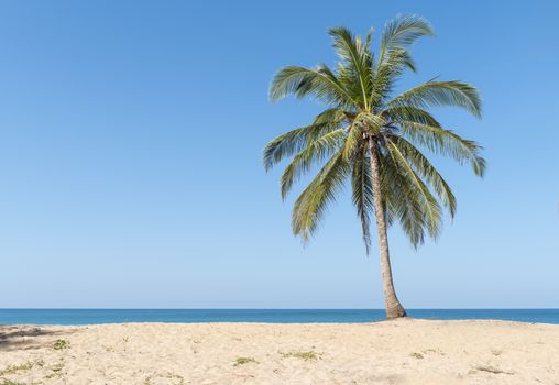 Coconut palms on the beach with blue sky.