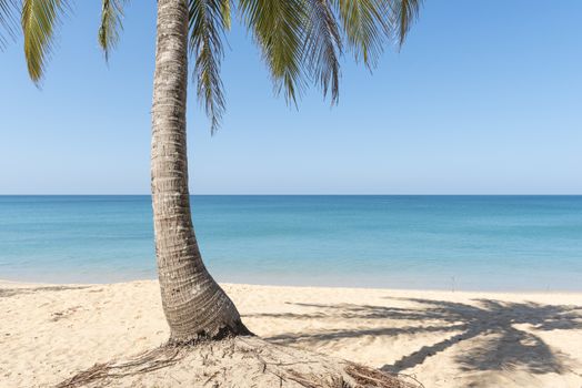 Coconut palms and shade on the beach.