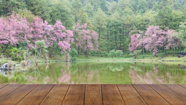 Wild Himalayan cherry landscape in Khun Huay Hang, Doi Inthanon,thailand.