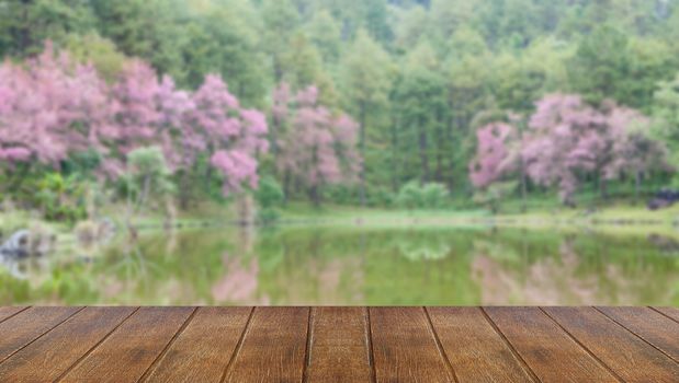 Blurred, wild himalayan cherry landscape in khun huay hang, doi inthanon,thailand