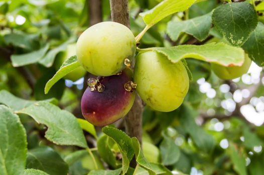 Red Mirabelle Plum - Prunus domestica syriaca