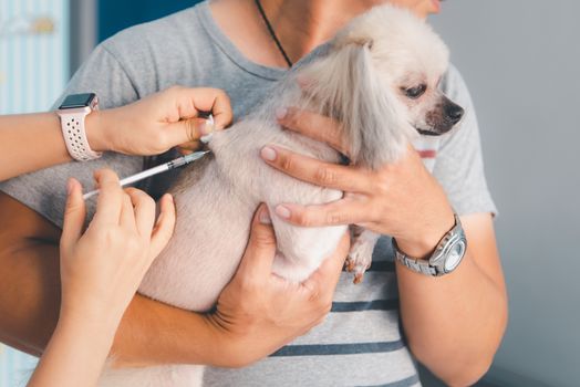 Dog or other pets get vaccinated against protect rabies and tick-borne diseases by veterinarian doctor during the examination in veterinary clinic