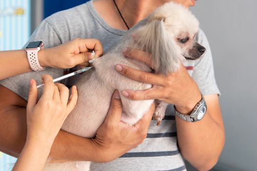 Dog or other pets get vaccinated against protect rabies and tick-borne diseases by veterinarian doctor during the examination in veterinary clinic