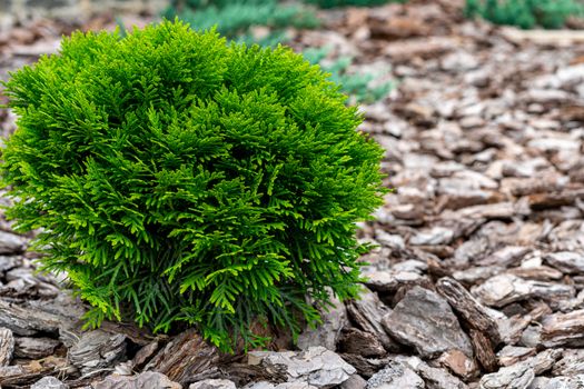 A small decorative bush. White cedar. Natural wood bark. Place for inscription