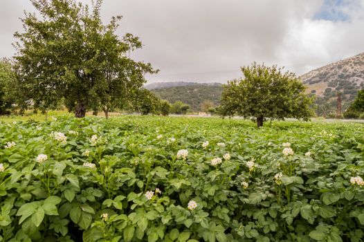 Flowering potato plants with firefighters on the Lathisi plateau on the island of crete and apple trees